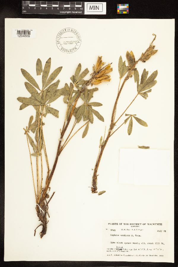 Lupinus arcticus image