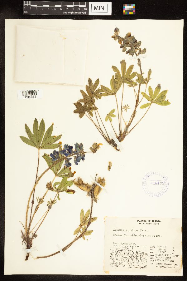 Lupinus arcticus image