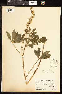 Lupinus arcticus image