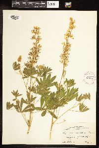 Lupinus argenteus image