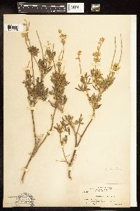 Lupinus argenteus image