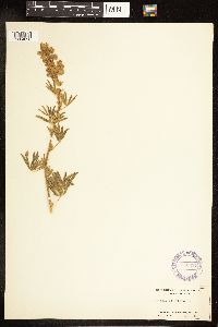 Lupinus argenteus subsp. argenteus image