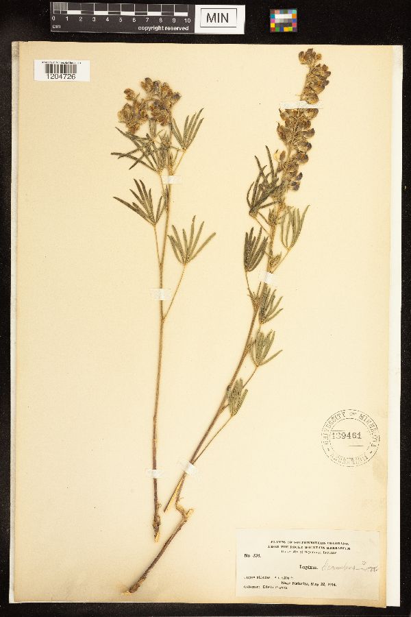 Lupinus argenteus subsp. argenteus image