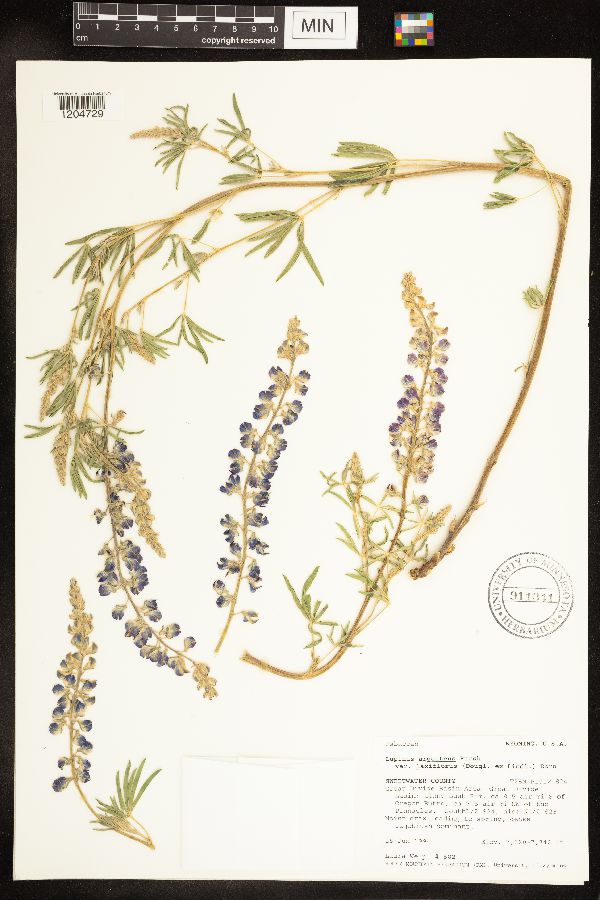 Lupinus argenteus var. laxiflorus image