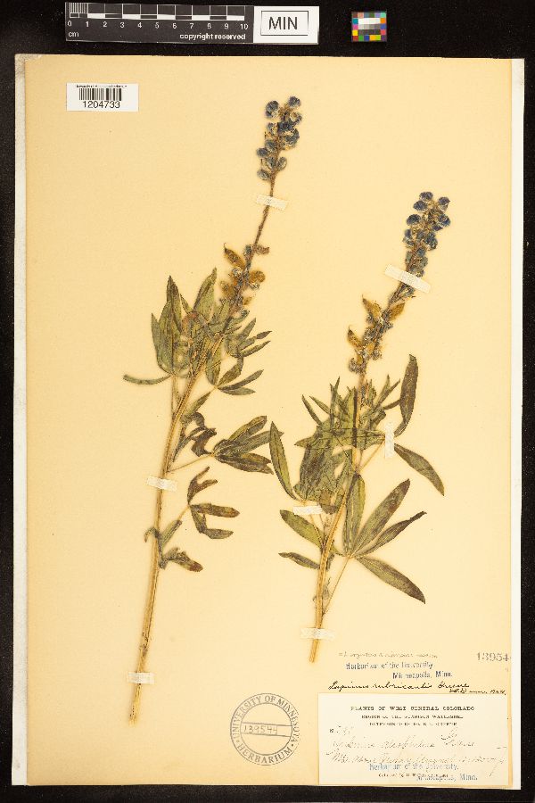 Lupinus argenteus subsp. rubricaulis image