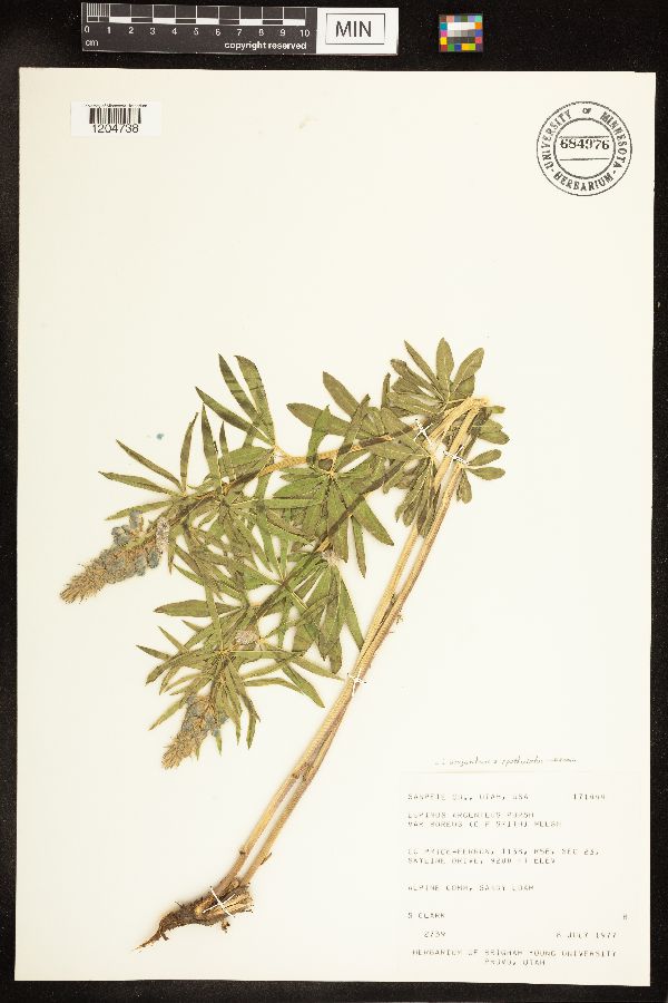 Lupinus argenteus subsp. spathulatus image