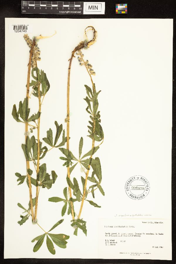 Lupinus argenteus subsp. spathulatus image