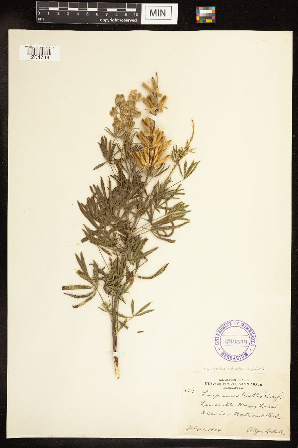 Lupinus argenteus var. tenellus image