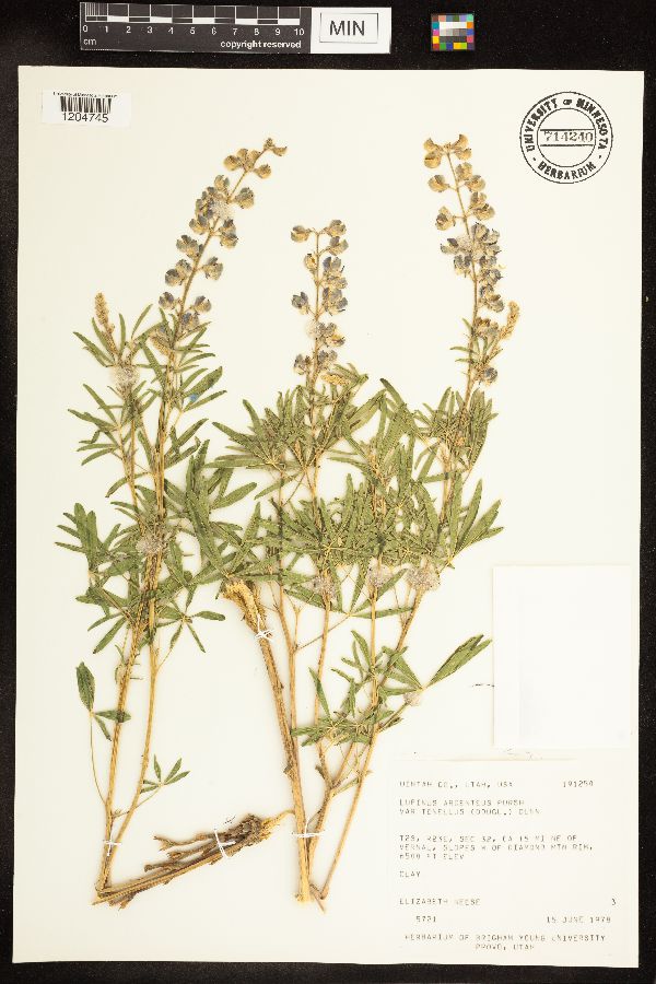 Lupinus argenteus image