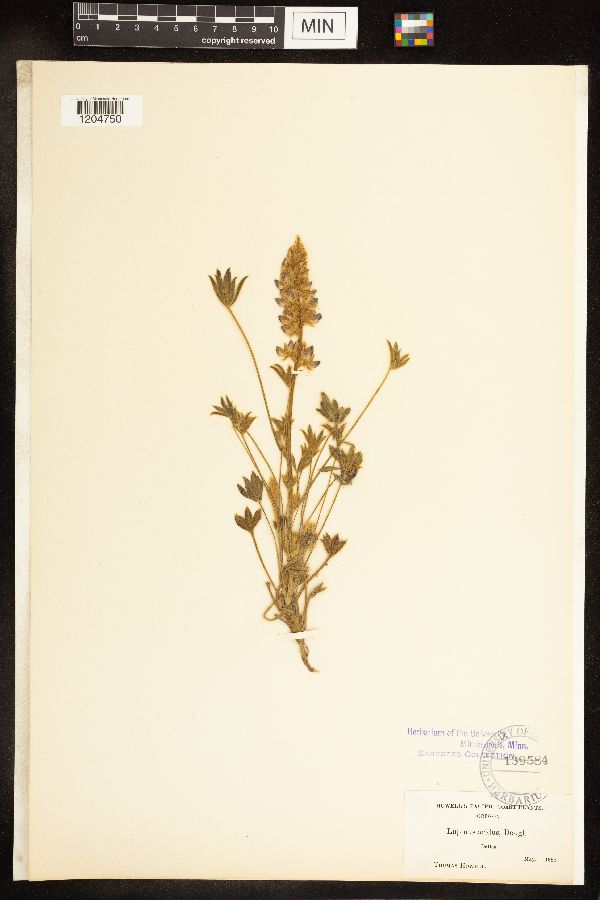 Lupinus aridus image