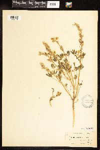 Lupinus arizonicus image