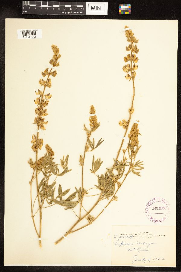 Lupinus sericeus var. barbiger image