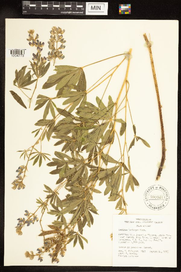 Lupinus sericeus var. barbiger image