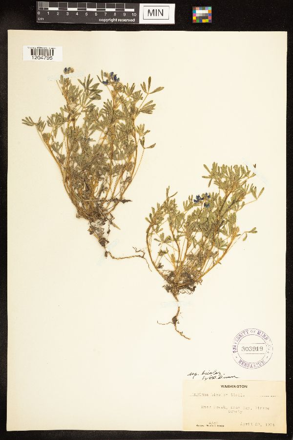 Lupinus bicolor subsp. bicolor image
