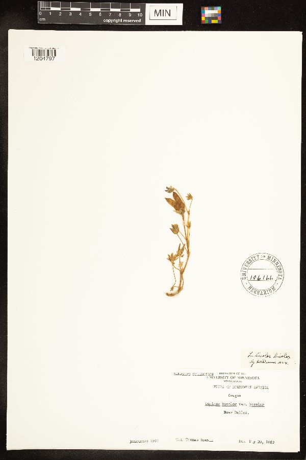 Lupinus bicolor subsp. bicolor image