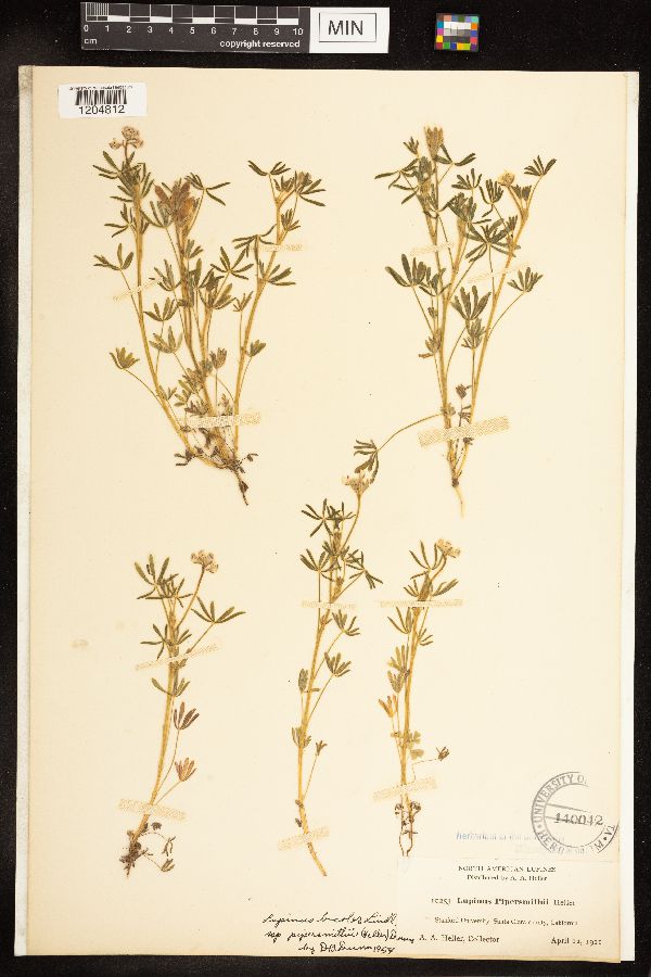 Lupinus bicolor subsp. pipersmithii image