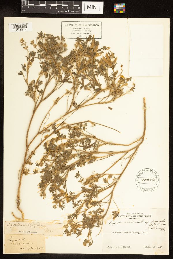 Lupinus bicolor subsp. pipersmithii image