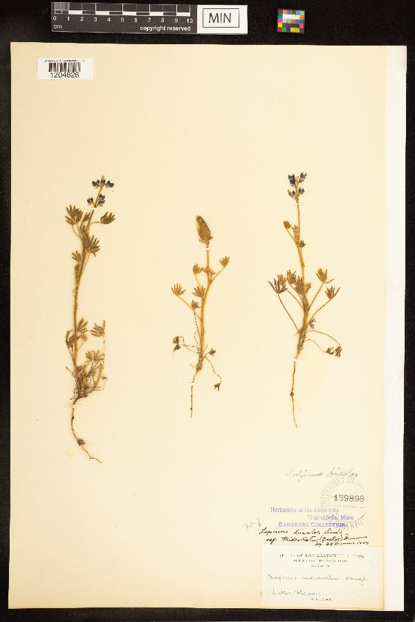 Lupinus bicolor subsp. tridentatus image
