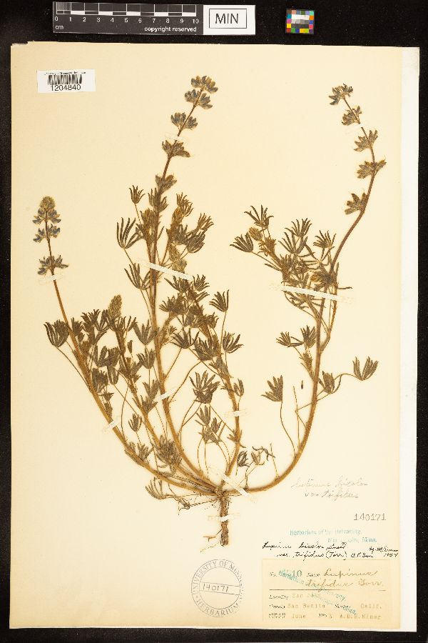 Lupinus bicolor var. trifidus image