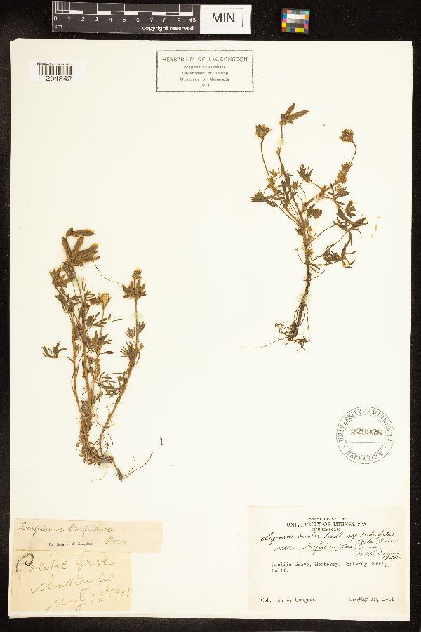 Lupinus bicolor image