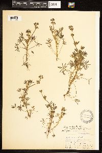 Lupinus bicolor var. trifidus image