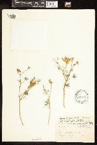 Lupinus bicolor var. trifidus image