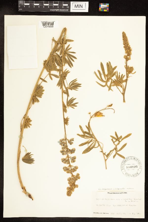 Lupinus bingenensis image