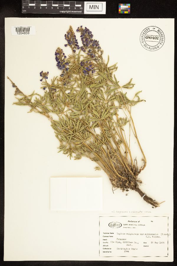Lupinus bingenensis var. subsaccatus image