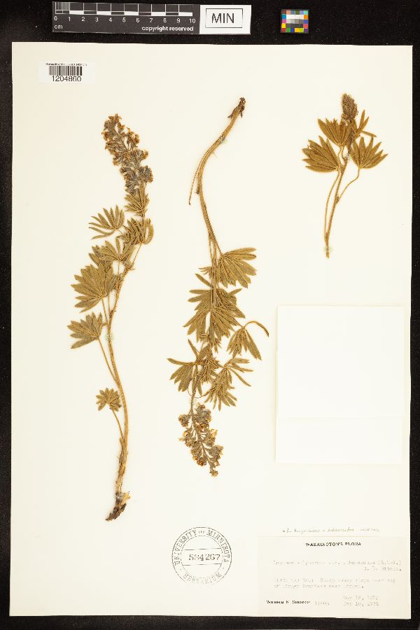 Lupinus bingenensis var. subsaccatus image