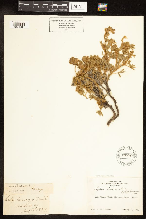 Lupinus breweri image