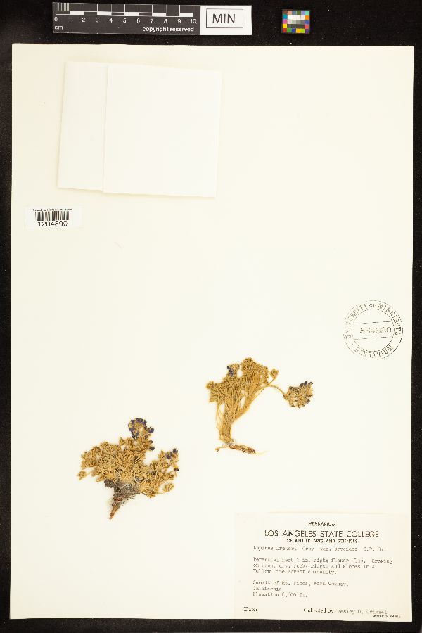 Lupinus breweri var. bryoides image