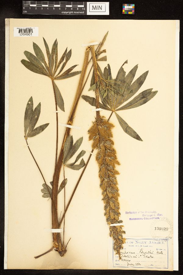 Lupinus burkei image