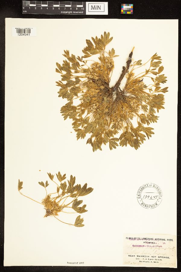 Lupinus caespitosus image