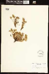 Lupinus caespitosus image