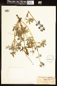 Lupinus carnosulus image