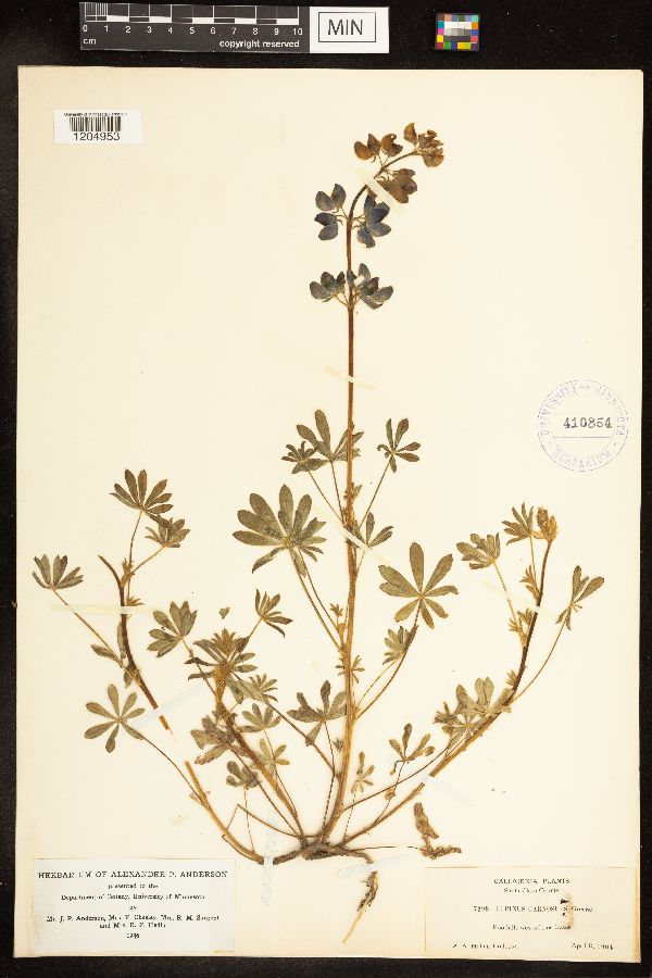 Lupinus nanus image