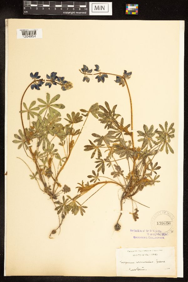 Lupinus nanus var. carnosulus image