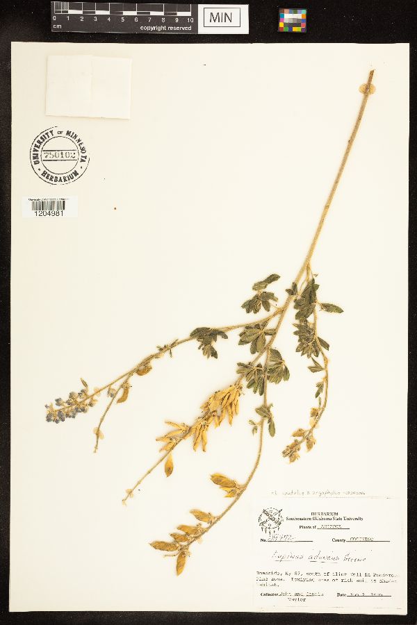 Lupinus caudatus subsp. argophyllus image