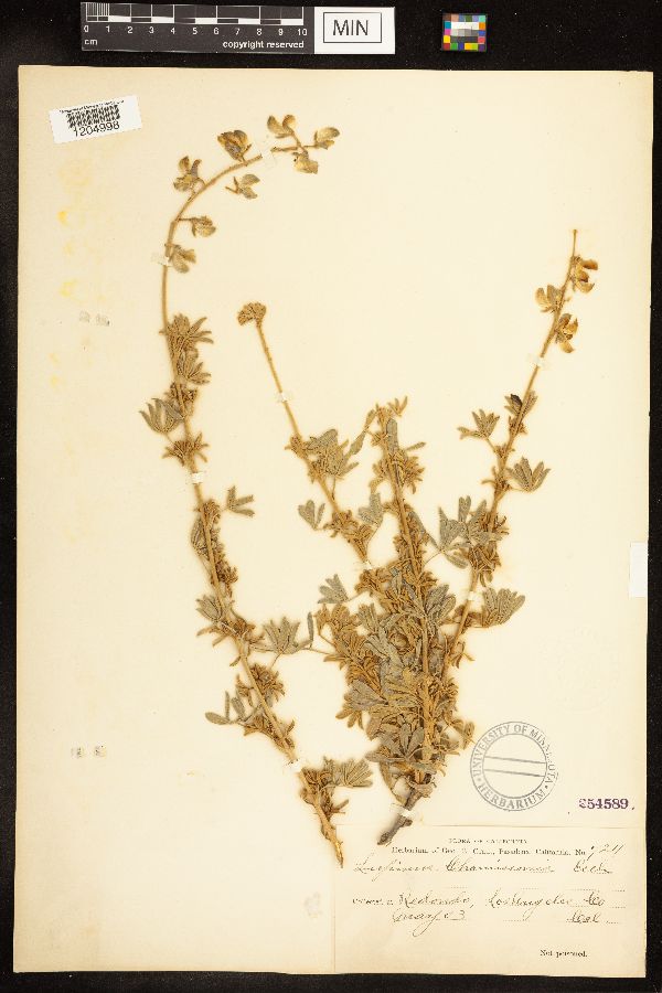 Lupinus chamissonis image