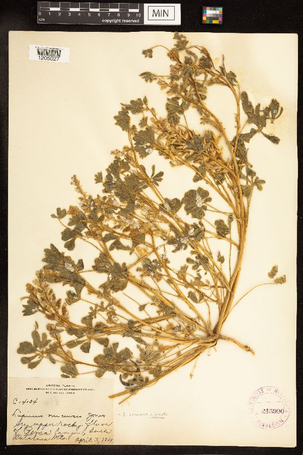 Lupinus concinnus image