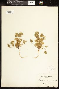 Lupinus concinnus subsp. orcuttii image