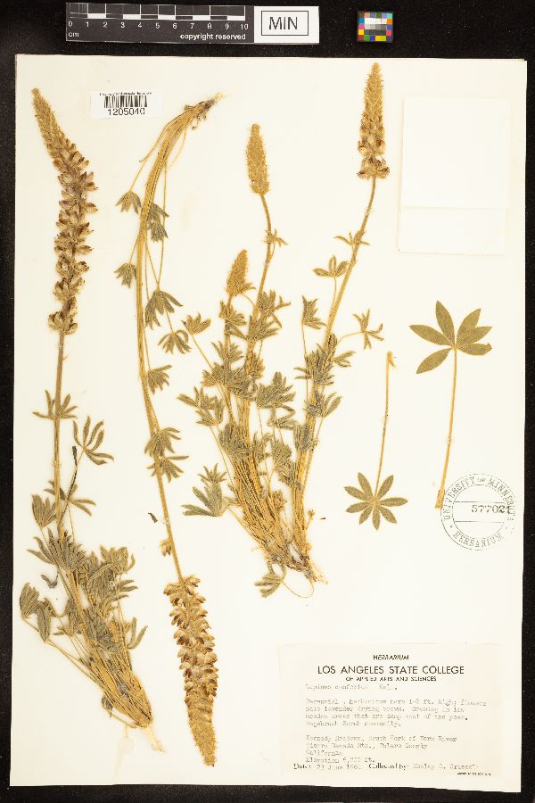 Lupinus confertus image