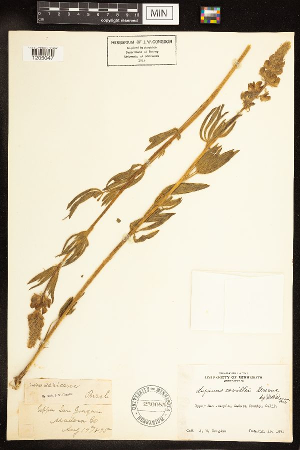Lupinus covillei image