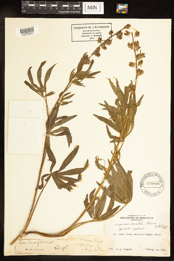 Lupinus covillei image