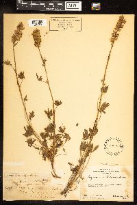 Lupinus lepidus var. culbertsonii image