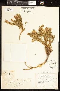 Lupinus culbertsonii subsp. hypolasius image