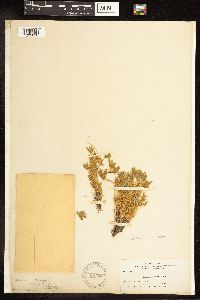 Lupinus cusickii image