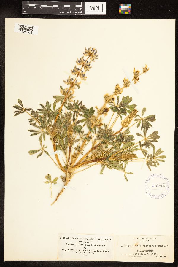 Lupinus densiflorus image