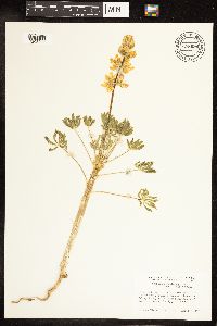 Lupinus densiflorus var. aureus image