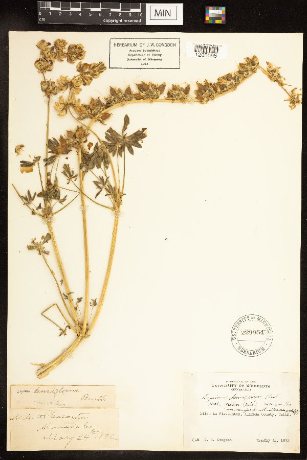 Lupinus densiflorus var. aureus image